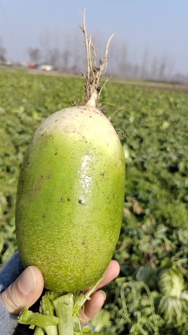 湖北青萝卜无裂口，可水洗，可大吨位供应加工厂，产地直发
