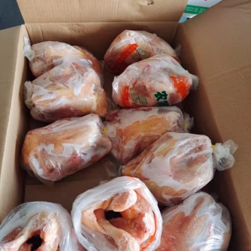三黄鸡