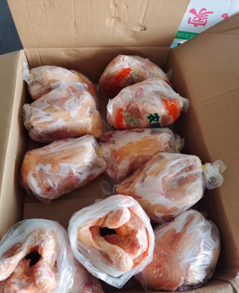 三黄鸡