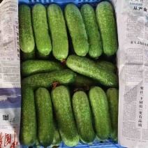 毛节瓜、短毛瓜常年供应货源充足产地直发价格美丽