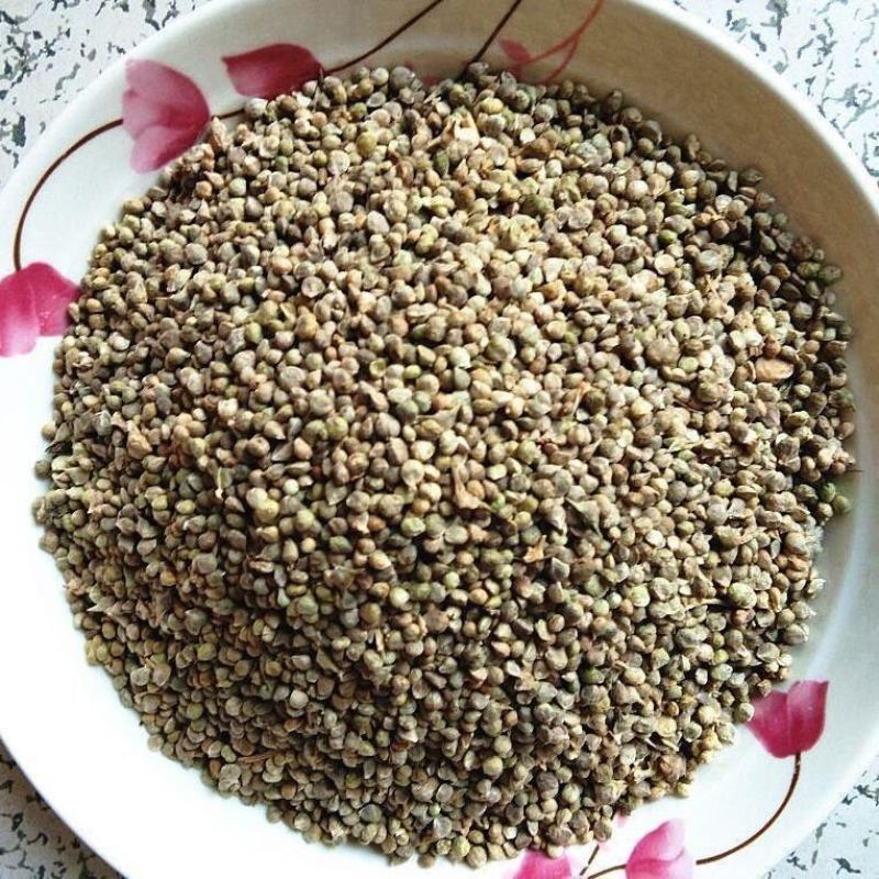 中药材菠菜籽生菠菜子菠菜籽