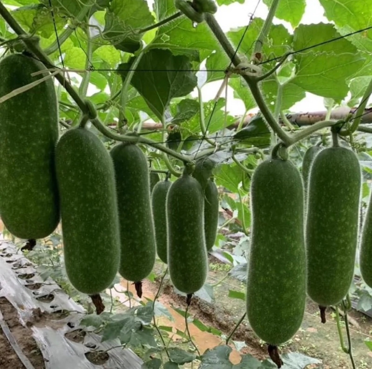 冬瓜与毛瓜的主要产地分布图,展示中国南方主要种植区域 冬瓜与毛瓜的主要产地分布图