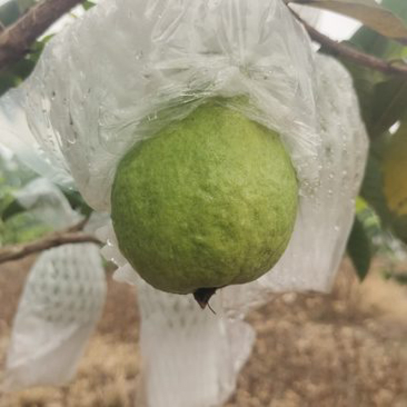 红心芭乐西瓜红珍珠番石榴广东产地直销一件代发电商**