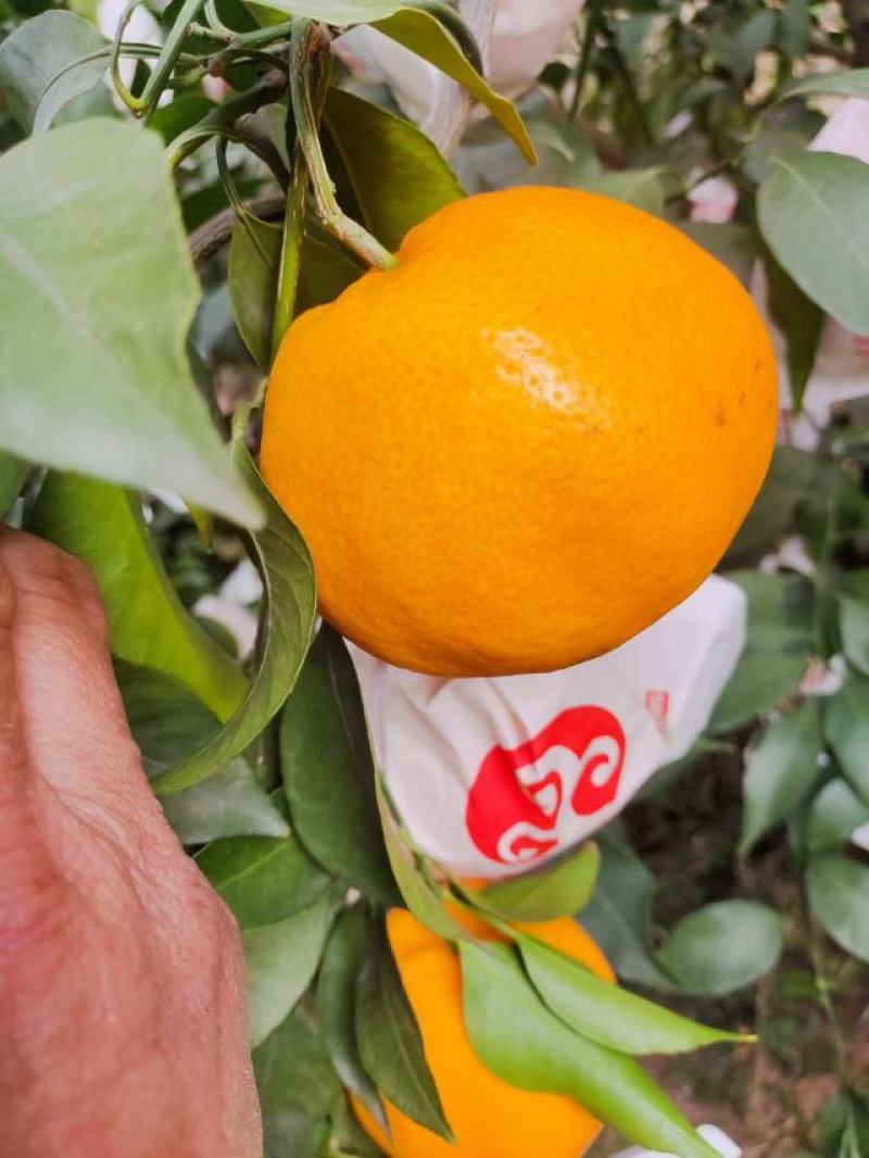 精品爱媛大量上市产地直发对接市场电商社区团购
