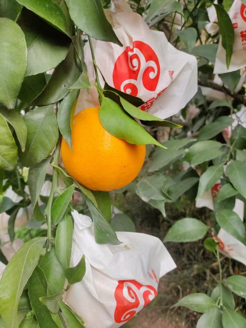 精品爱媛大量上市产地直发对接市场电商社区团购