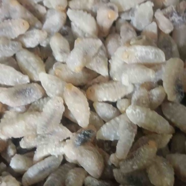 金环五级树峰三级