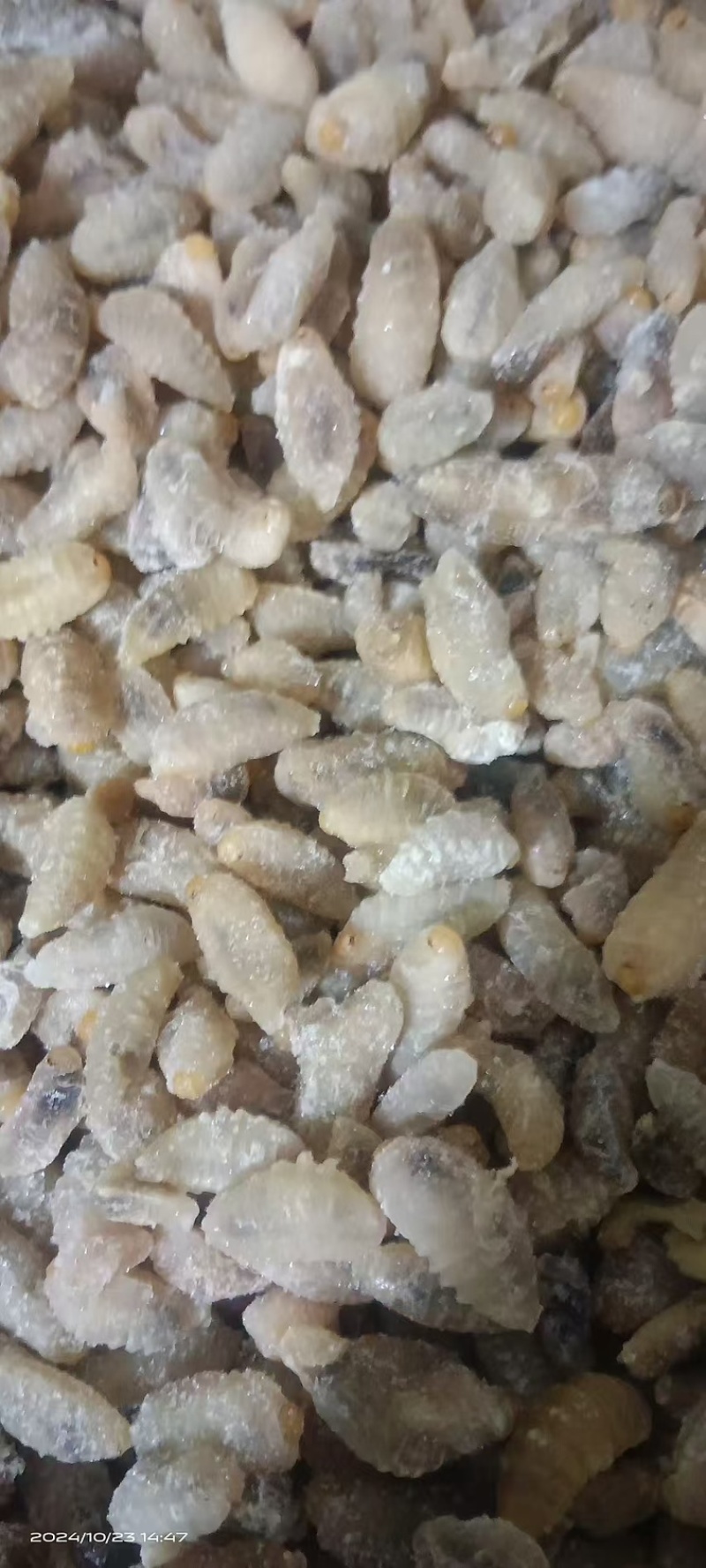 金环五级树峰三级