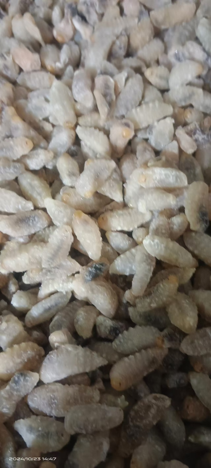 金环五级树峰三级