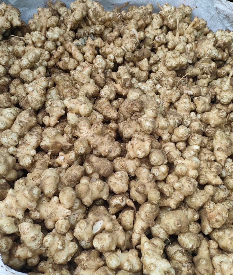 洋姜菊芋鬼子姜上市中，量大从优，欢迎各类客商老板采购