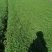 茼蒿潍城区