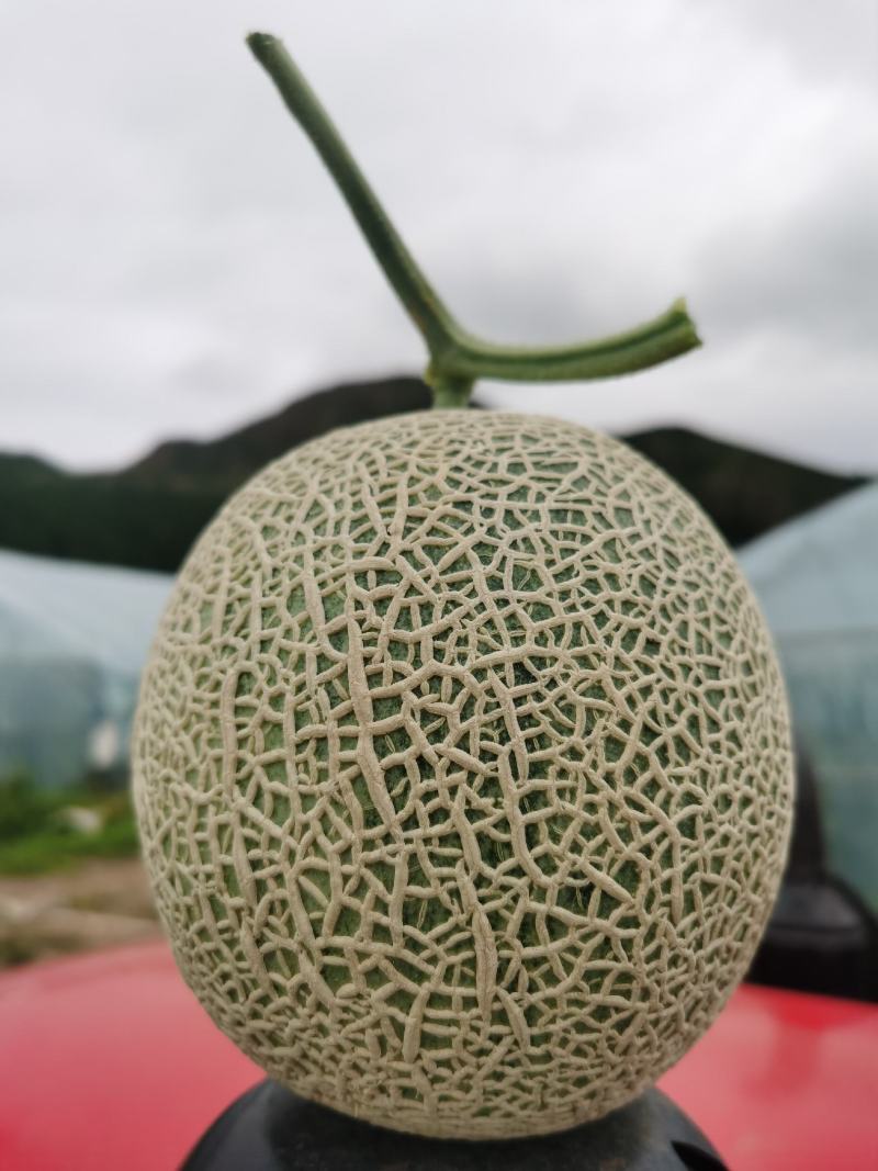 网纹瓜