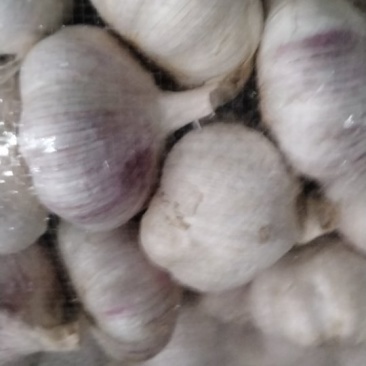 邳州大蒜量大质优，价格优惠一手货源具体价格可电话商议