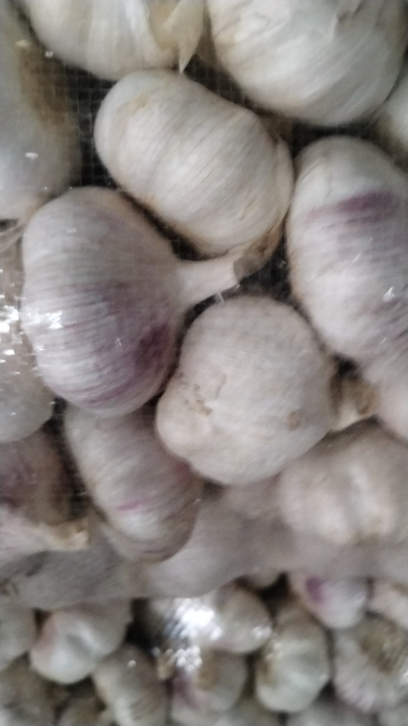 邳州大蒜量大质优，价格优惠一手货源具体价格可电话商议