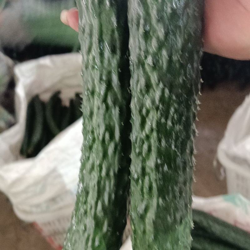 云南保山黄瓜