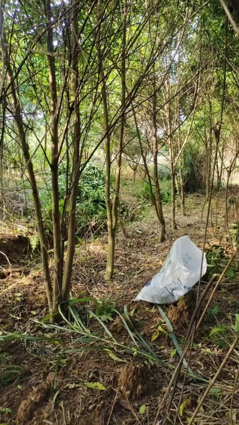 广西梧州三叉苦苗，苗圃直发一手货源，提供技术指导