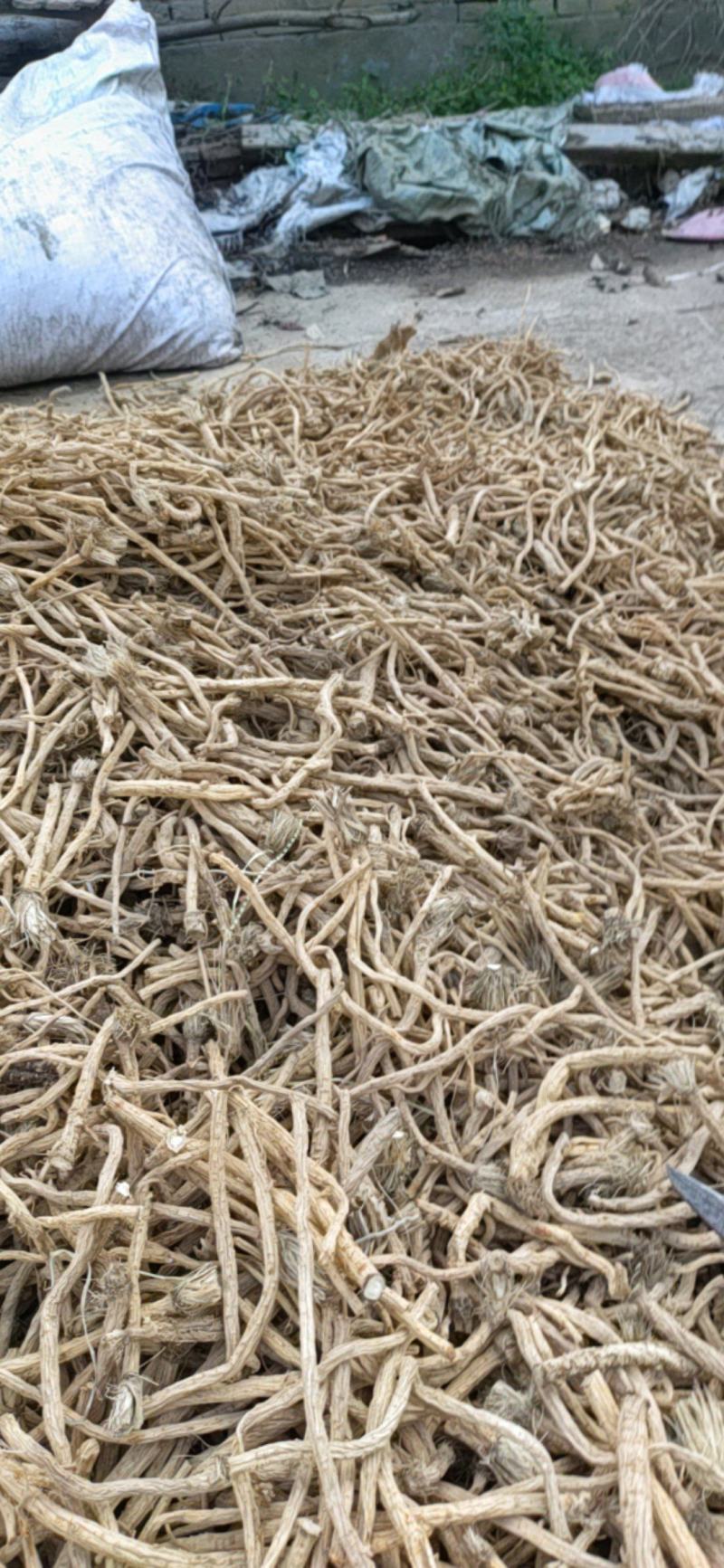 陕西渭南防风产地直销一手货源量大从优欢迎选购