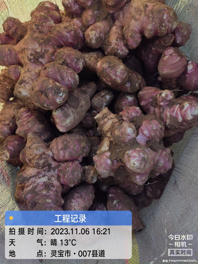 河南省灵宝市万亩洋姜基地大量供应红姜，白姜