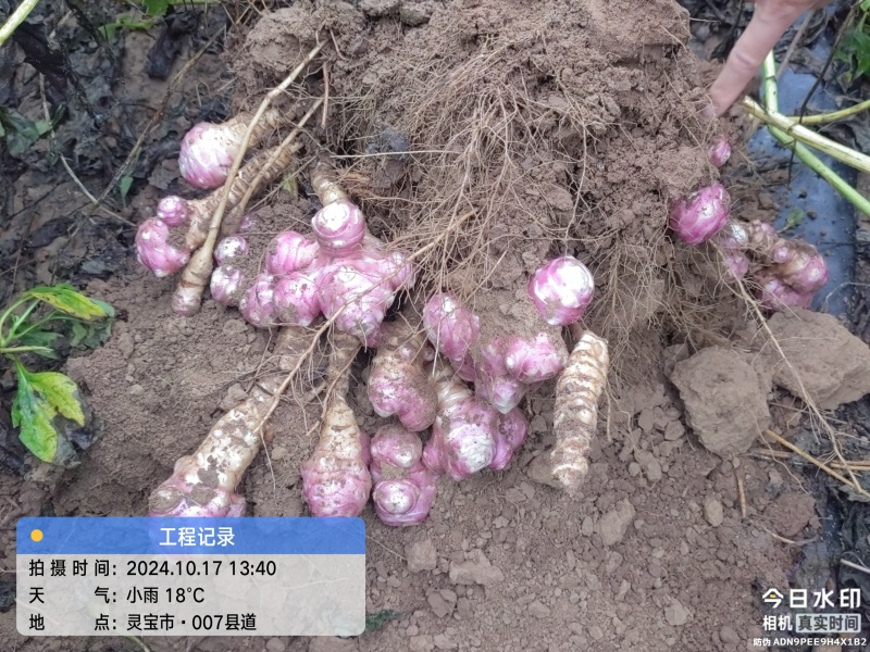 河南省灵宝市万亩洋姜基地大量供应红姜，白姜