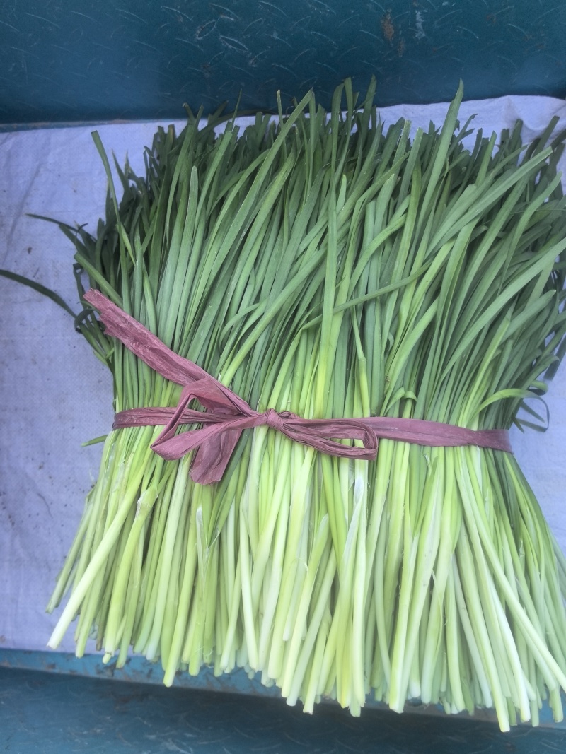 老韭菜帽子