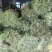 老韭菜帽子