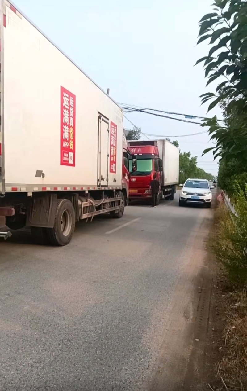 巨峰葡萄硬枝巨峰葡萄硬梗巨峰葡萄一手货源产地直发冷库仓储