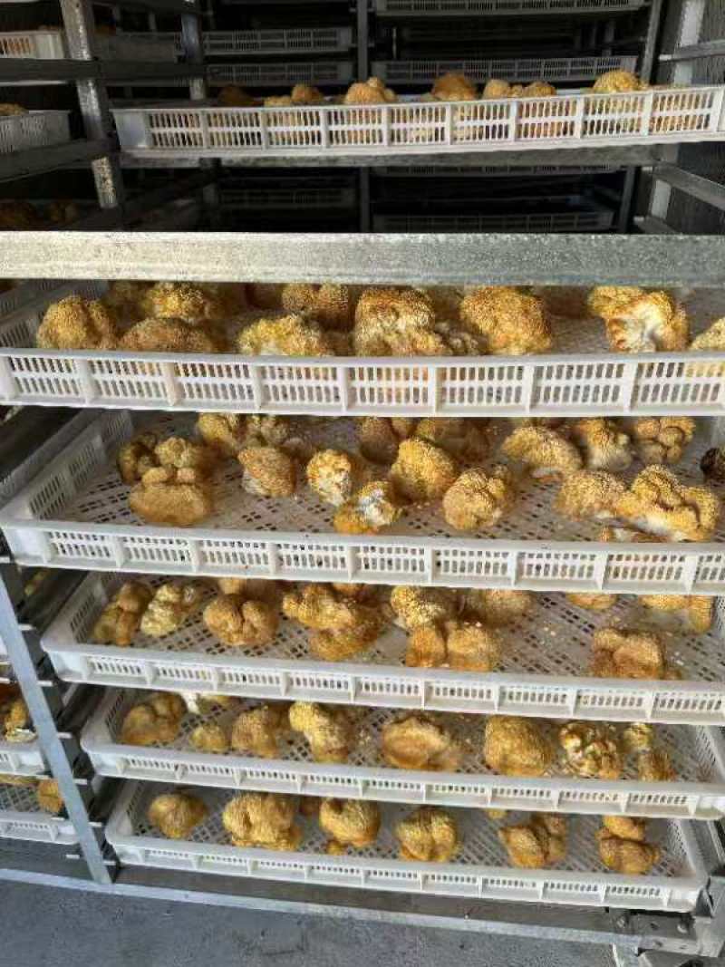 猴头菇干货，产地直供一手货源质量保证长期供应