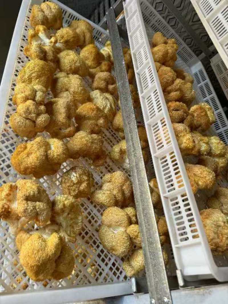 猴头菇干货，产地直供一手货源质量保证长期供应