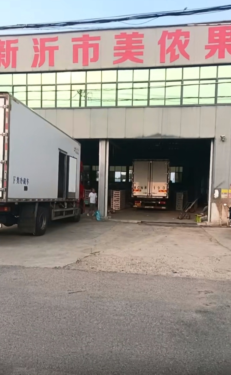 阳光玫瑰葡萄晴王葡萄阳光玫瑰提子产地直发专业冷库保鲜仓储