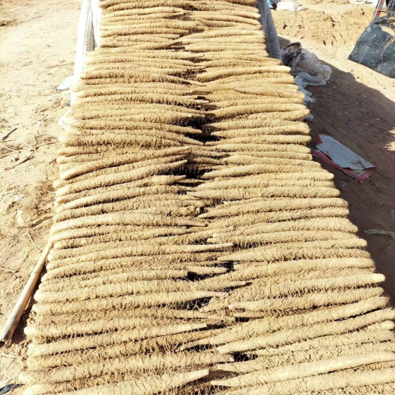宁夏白玉山药大量上市基地一手货源价格实惠诚信经营