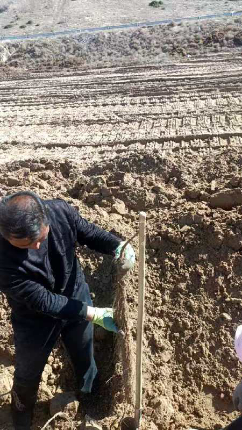 宁夏白玉山药大量上市基地一手货源价格实惠诚信经营