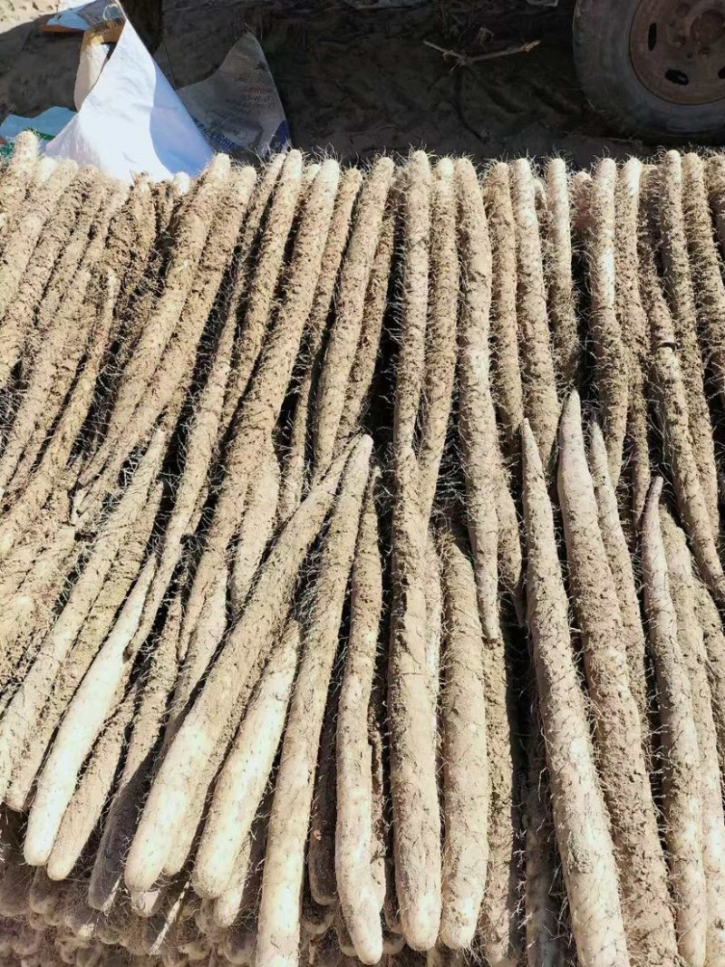 宁夏白玉山药大量上市基地一手货源价格实惠诚信经营
