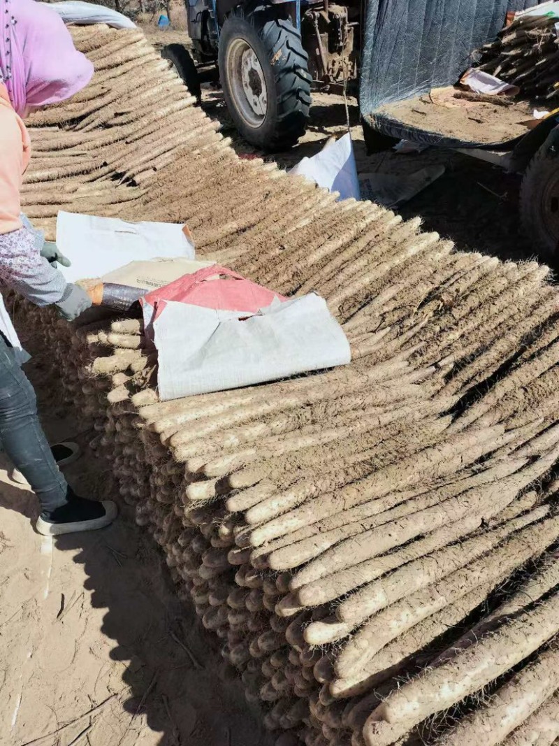 宁夏白玉山药大量上市基地一手货源价格实惠诚信经营