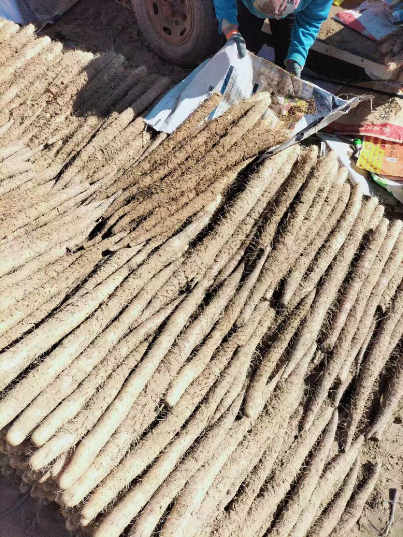 宁夏白玉山药大量上市基地一手货源价格实惠诚信经营