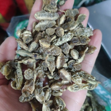 槐角中药材新货正品槐实槐子槐豆槐连豆大槐豆