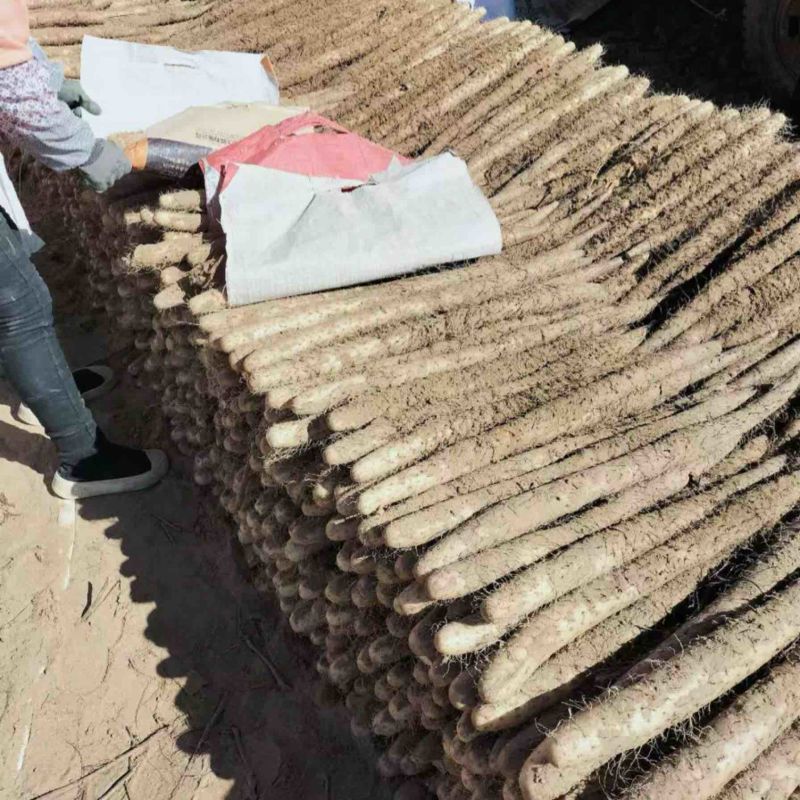 宁夏白玉山药大量上市基地一手货源价格实惠诚信经营