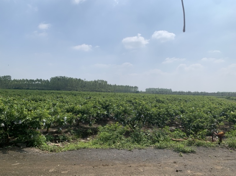 白心芭乐珍珠番石榴广东产地直销一件代发电商**