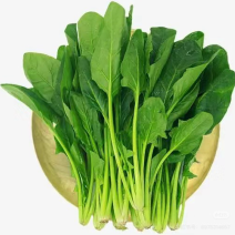 精品菠菜，常年有货，可打捆可散装