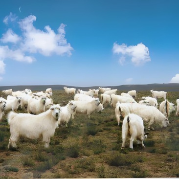 山羊🐐