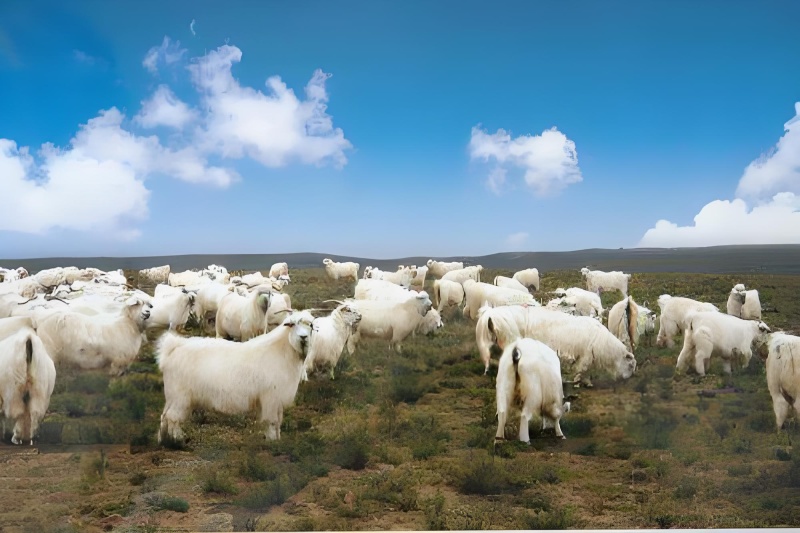 山羊🐐
