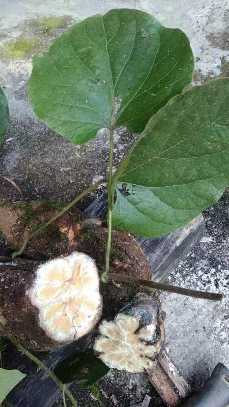 丁公藤