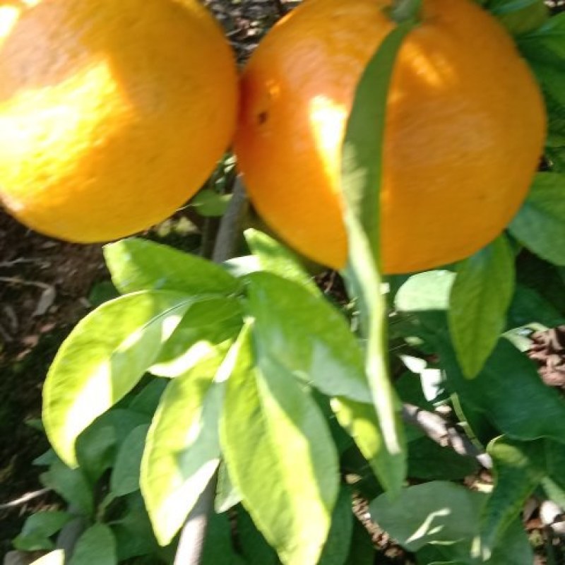 爱援