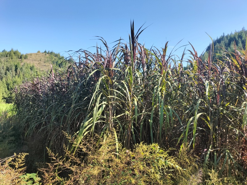 甜象草种