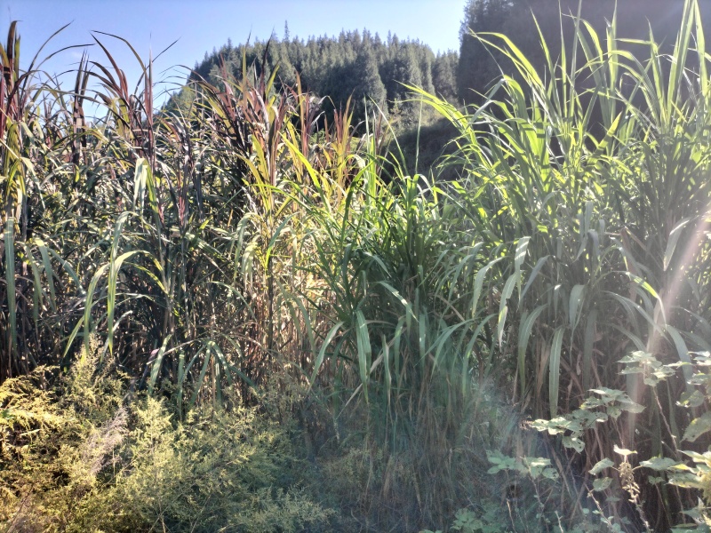 甜象草种
