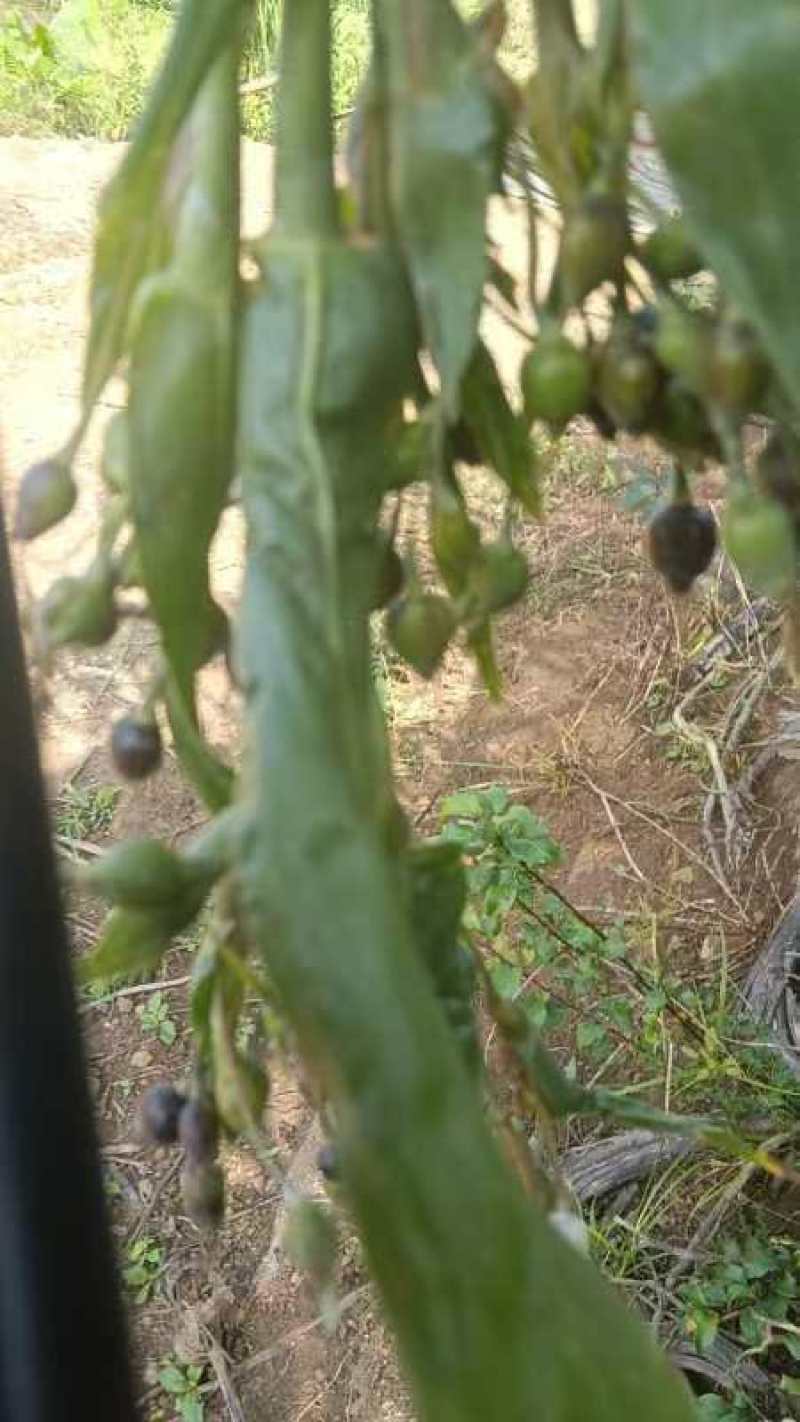 薏仁
