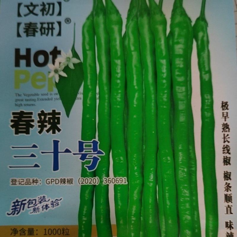 浅绿色线椒种子条型好挂果多辣椒本皮薄味辣
