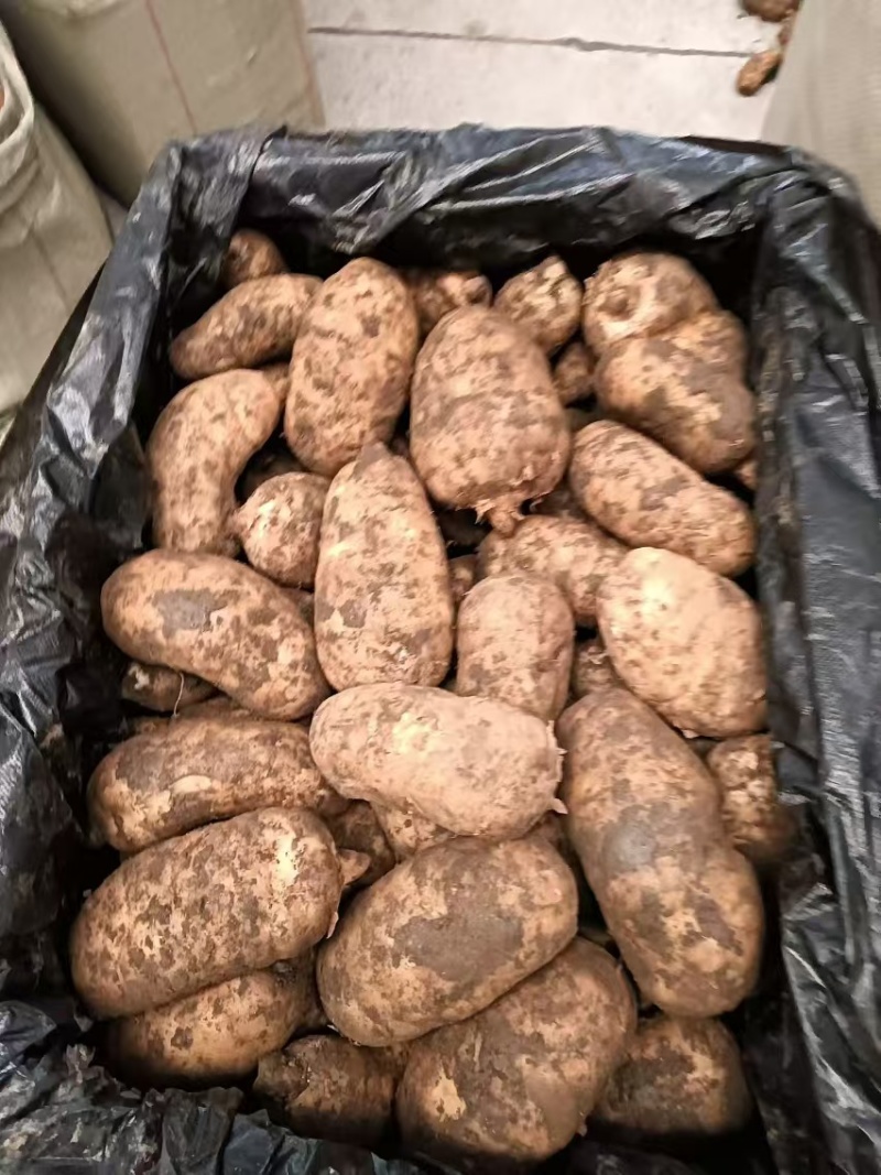天麻新鲜天麻现挖现卖基地一手货源。云南湖北天麻甘肃天麻