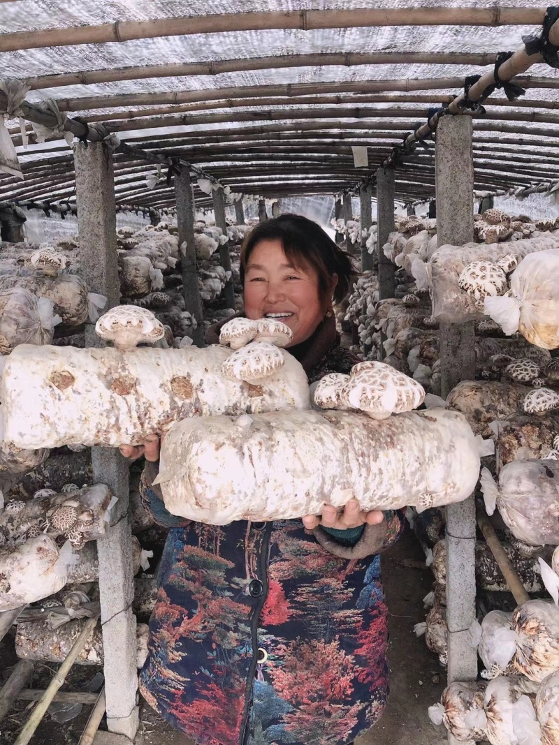 优质精品干香菇花菇各类品级型号的从2厘米至6厘米及以上的