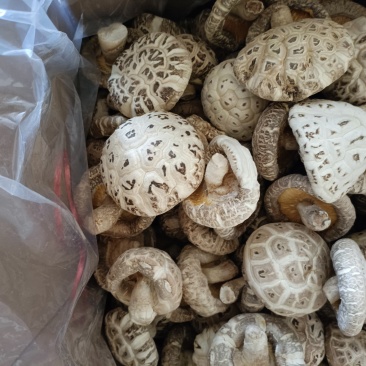 优质精品干香菇花菇各类品级型号的从2厘米至6厘米及以上的