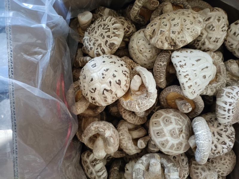 优质精品干香菇花菇各类品级型号的从2厘米至6厘米及以上的