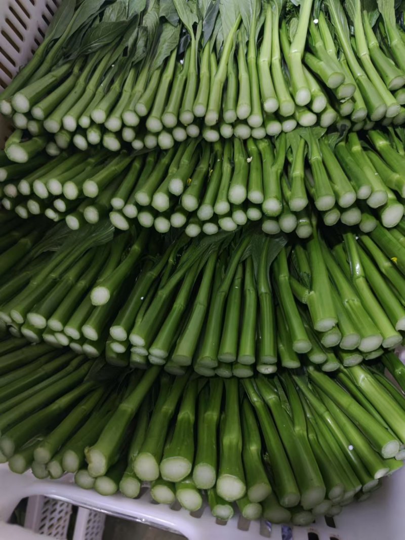 农九板蓝根菜心板蓝根菜苔含板蓝根成份授权省市代理商